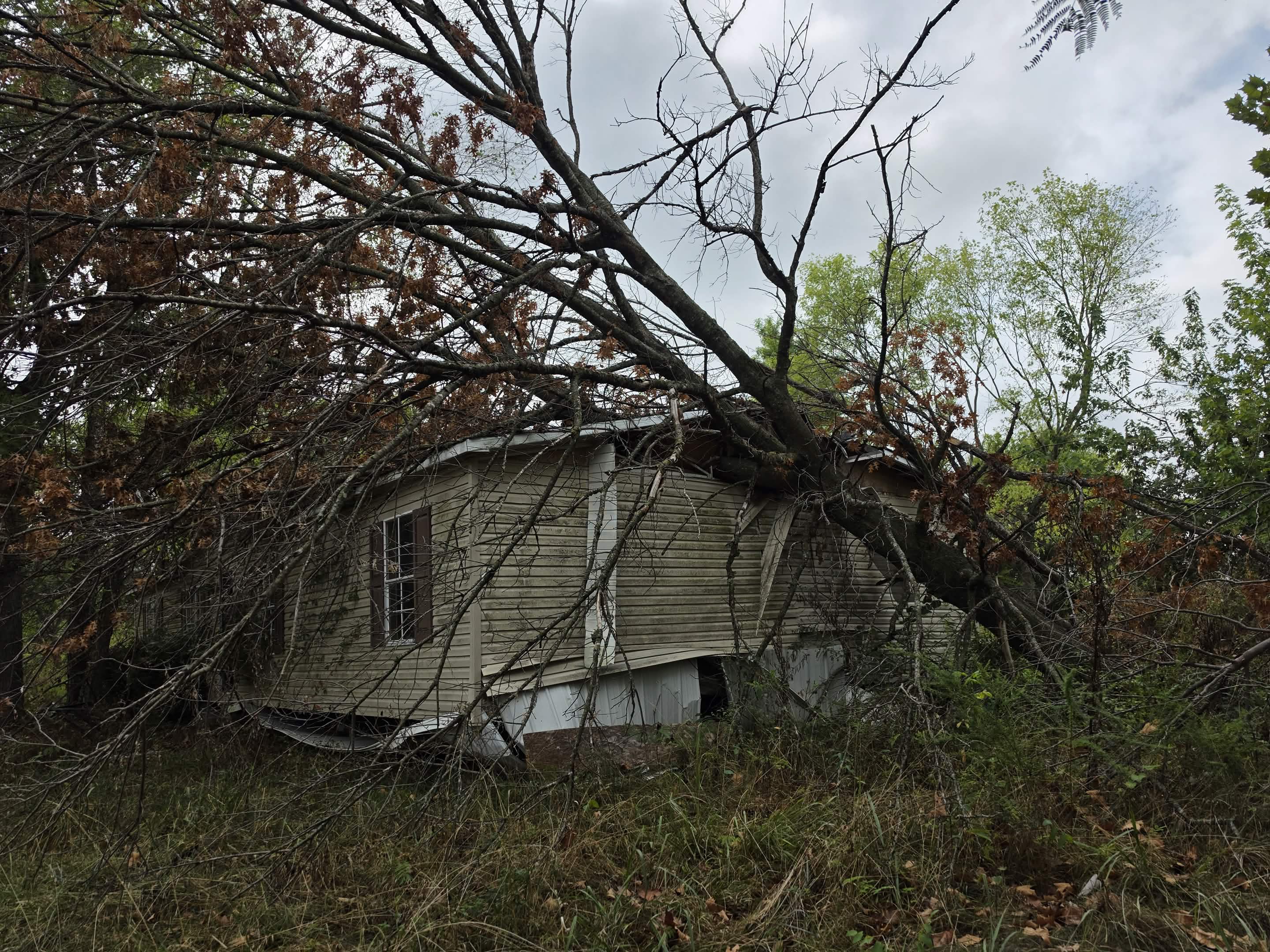 Before: a large storm-felled tree lies across the home